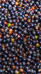 Açaí Nativo Ilha Marajó Amazônia Pará Brasil Fruta Colheita Agricultura Palmeira Superalimento Floresta Tropical Biodiversidade Paisagem Rural Comunidade Indígena Nutrição Sustentável Ecológico
