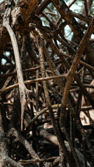 Mangue Manguezal Ilha Marajó Amazônia Pará Brasil Pântanos Floresta Tropical Biodiversidade Flora Fauna Vegetação Costeira Ecologia Vida Selvagem Conservação Natureza Paisagem Cênica Ecossistema Natur