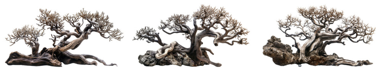 Obraz premium Dead wood aquarium trees collection isolated on transparent or white background