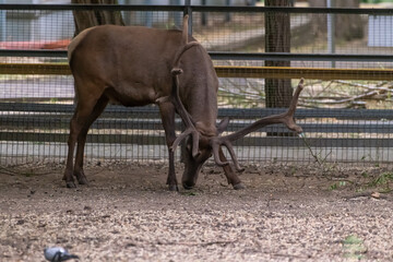 Full length side view portrait of adult brown Red deer (Cervus elaphus) stag with large horns walking on ground by fencein large paddock in a summer day. Soft focus. Animal theme.