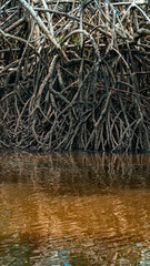 Mangue Manguezal Ilha Marajó Amazônia Pará Brasil Pântanos Floresta Tropical Biodiversidade Flora Fauna Vegetação Costeira Ecologia Vida Selvagem Conservação Natureza Paisagem Cênica Ecossistema Natur