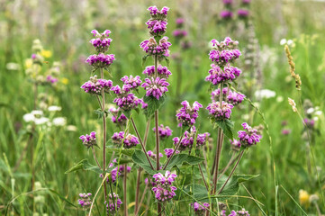 Close-up of Phlomo&iacute;des tuberosa blooming in a mountain meadow. Summer in the mountains.