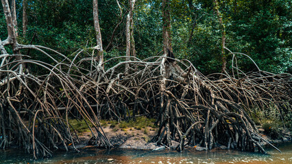 Mangue Manguezal Ilha Marajó Amazônia Pará Brasil Pântanos Floresta Tropical Biodiversidade Flora Fauna Vegetação Costeira Ecologia Vida Selvagem Conservação Natureza Paisagem Cênica Ecossistema Natur