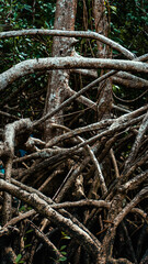 Mangue Manguezal Ilha Marajó Amazônia Pará Brasil Pântanos Floresta Tropical Biodiversidade Flora Fauna Vegetação Costeira Ecologia Vida Selvagem Conservação Natureza Paisagem Cênica Ecossistema Natur