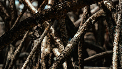 Mangue Manguezal Ilha Marajó Amazônia Pará Brasil Pântanos Floresta Tropical Biodiversidade Flora Fauna Vegetação Costeira Ecologia Vida Selvagem Conservação Natureza Paisagem Cênica Ecossistema Natur