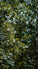 Mangue Manguezal Ilha Marajó Amazônia Pará Brasil Pântanos Floresta Tropical Biodiversidade Flora Fauna Vegetação Costeira Ecologia Vida Selvagem Conservação Natureza Paisagem Cênica Ecossistema Natur
