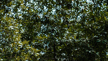 Mangue Manguezal Ilha Marajó Amazônia Pará Brasil Pântanos Floresta Tropical Biodiversidade Flora Fauna Vegetação Costeira Ecologia Vida Selvagem Conservação Natureza Paisagem Cênica Ecossistema Natur