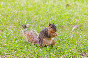 Fototapeta premium The fox squirrel (Sciurus ni..r), also known as the eastern fox squirrel or Bryant's fox squirrel .