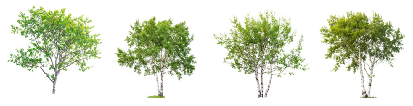 set of aspen trees with green leaves isolated on transparent or white background
