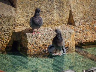 pigeon in the water