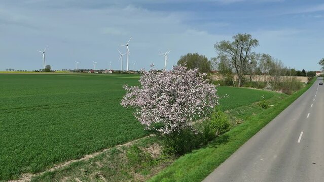 Kwitnąca jabłoń przy drodze, ferma turbin wiatrowych, widok z lotu ptaka, widok z drona, widok z g&oacute;ry.