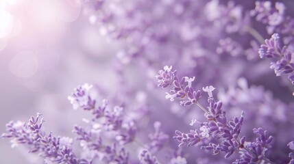 Fototapeta premium Close-up of blooming lavender flowers with a soft focus effect, bathed in gentle sunlight, creating a calming and aromatic atmosphere.