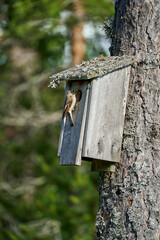 A female pied flycatcher perches at the entrance of a man-made nest box, an insect held in her beak. She is ready to feed her chicks, showcasing a beautiful moment of avian nurturing
