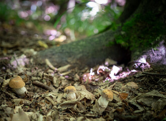 Common hornbeam grows from June to October in deciduous forests under hornbeams and hazels, in the lowlands and in the hills. 