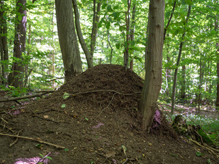 Ants are social insects that live in well-organized colonies in built nests called anthills.