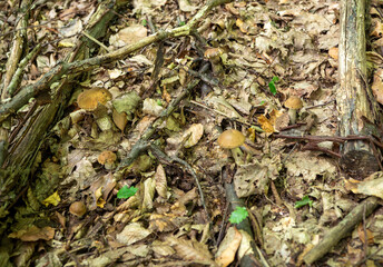 Common hornbeam grows from June to October in deciduous forests under hornbeams and hazels, in the lowlands and in the hills. 