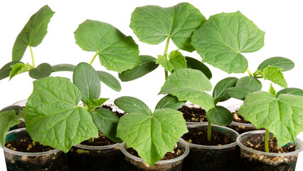 Young cucumber seedlings with green leaves on white background