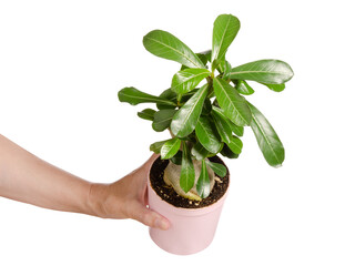 Hand holding flower pot with adenium plant isolated on white background