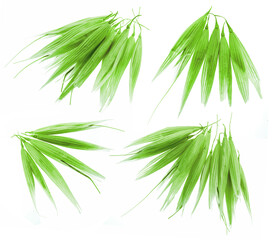 Green oat plant florets isolated on white background. Macro shoot.