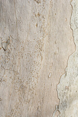 London plane bark detail