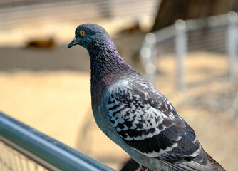 A blue pigeon on a light background