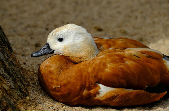 The head of the red ogar duck