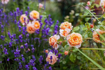 Elizabeth Stuart rose blooming in summer garden. Orange multi-petal flowers grow on shrub by...