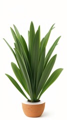 Obraz premium Vibrant green houseplant thrives in a modern pot against a white background, bringing nature indoors. Perfect for home decor, this plant adds freshness and vitality to any room