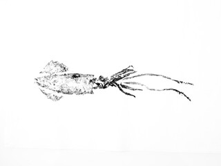 Squid imprint in gyotaku technique