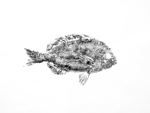 Black imprint of kurodai fish on paper