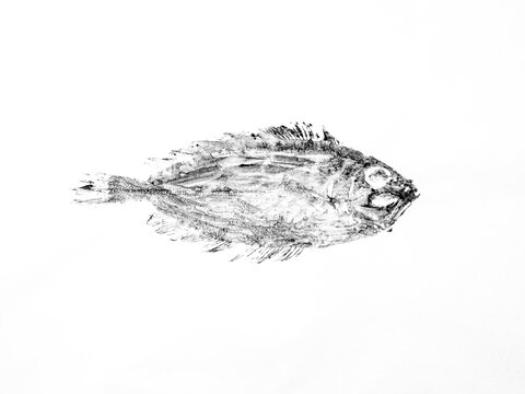 Fish printed on paper in gyotaku technique