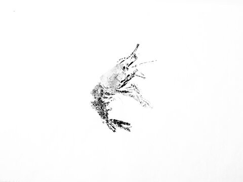 Gyotaku imprint of shrimp on paper