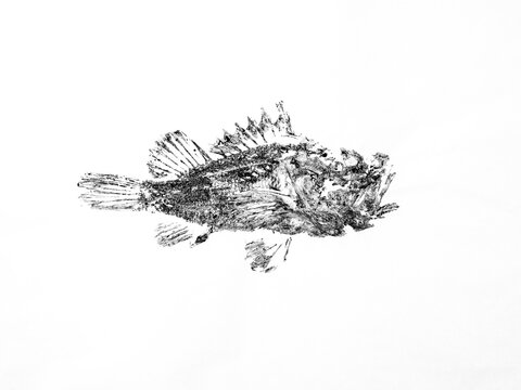 Gyotaku print of fish on white background
