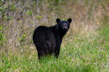 Black Bear in the wild.
