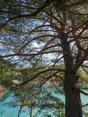 The pine tree is the tree that overcomes the obstacle because it is the sun incarnated as a tree. The branches of the tree are steeply rising and as varied in shape as the sun's rays.