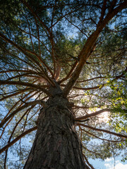 The pine tree is the tree that overcomes the obstacle because it is the sun incarnated as a tree. The branches of the tree are steeply rising and as varied in shape as the sun's rays.