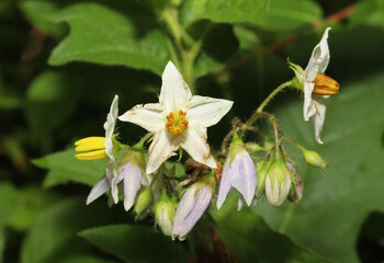 Close-up of the flowers of the Carolina horsenettle (Solanum carolinense) growing in Ohio. This plant is not a true-nettle, but is in the nightshade family (Solanaceae).  