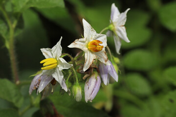Obraz premium Close up of the white / lavender flowers of the Carolina horsenettle (Solanum carolinense). It has five pale star-shaped petals and a thick column of yellow, fused anthers. 