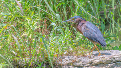 Closeup of a green heron.
