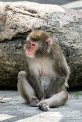 A sitting Japanese macaque at the zoo