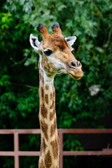 Giraffe's head in the Moscow zoo