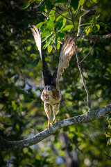 Red Tailed Hawk Taking Flight.