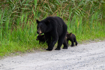 Mother Black Bear and her two cubs
