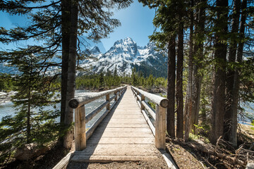 Fototapeta premium A tree with yellow flowers is in the foreground