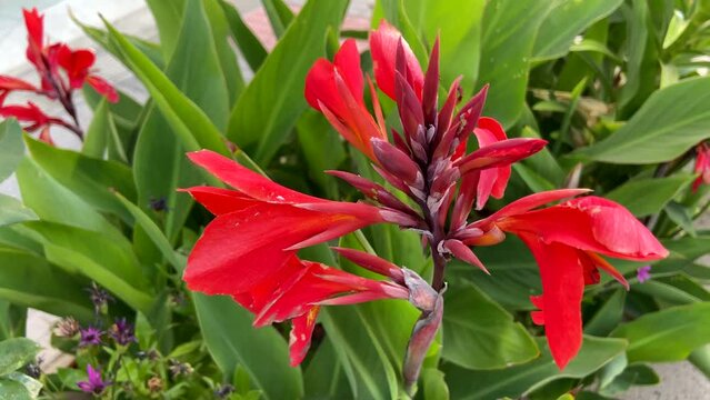 Canna indica commonly known as Indian shot, African arrowroot or Achira roja in a garden in a sunny summer day.Tropical exotic flowers concept,4k