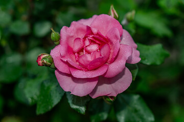 Scarlet rosebud in the garden, view from above, close-up.