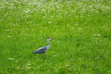 Grey Heron Wildlife 