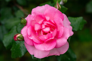 Scarlet rosebud in the garden, view from above, close-up.