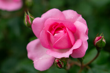 Scarlet rosebud in the garden, view from above, close-up.