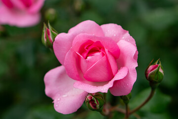 Scarlet rosebud in the garden, view from above, close-up.